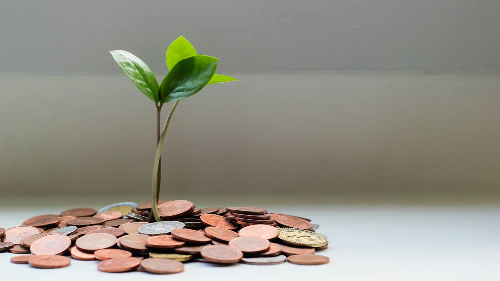 Muda verde brotando de uma pilha de moedas